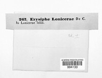 Erysiphe lonicerae image